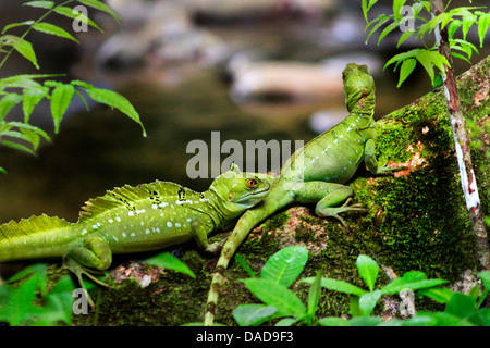 grüne Basilisk, gefiederte Basilisk, Doppel-crested Basilisken (Plumifrons Basiliskos), zwei Exemplare sitzt auf einem bemoosten Stamm in den tropischen Regenwald, Costa Rica Stockfoto