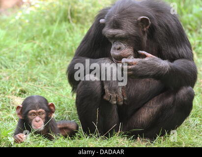 (DATEI) Eine Archivfoto vom 7. August 2008 zeigt Baby Schimpansen Amelie beobachtet von ihrer Mutter Pia während einer Reise in das Gehäuse offen Schimpansen in der Serengeti-Park Hodenhagen, Deutschlands. Menschen sind Teamplayer - Schimpansen sind nicht. Forscher aus Deutschland und den Niederlanden am Max-Planck-Institut kam zu diesem Ergebnis während eines Experiments mit Kindergarten-Kinder Stockfoto