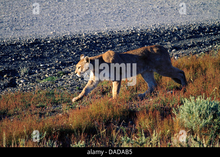 Puma, Puma, Cougar (Puma Concolor, Profelis Concolor, Felis Concolor), am Straßenrand, Chile, Ulitma Esperanza, Torres del Paine Nationalpark Stockfoto