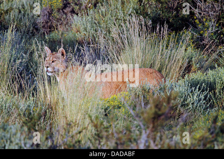 Puma, Puma, Cougar (Puma Concolor, Profelis Concolor, Felis Concolor), hinter hohe Gräser, Chile, Ultima Esperanza, Torres del Paine Nationalpark Stockfoto