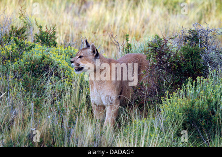 Puma, Puma, Cougar (Puma Concolor, Profelis Concolor, Felis Concolor), auf der Suche um, Chile, Ultima Esperanza, Torres del Paine National Park Stockfoto