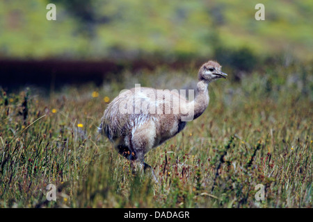 Darwins Rhea, weniger Rhea (Pterocnemia Pennata), Juvenile, Chile, Ultima Esperanca, Torres del Paine Nationalpark Stockfoto