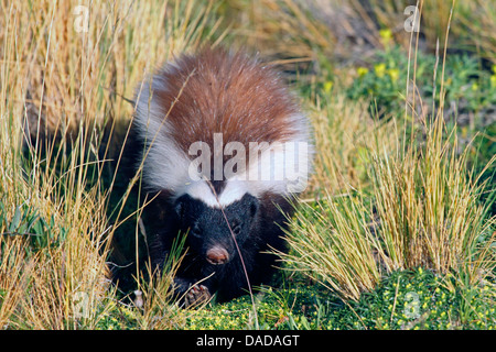 Patagonische Schwein-gerochene Skunk (Conepatus Humboldtii), Wandern, Nationalpark Torres del Paine, Chile, Ultima Esperanza Stockfoto