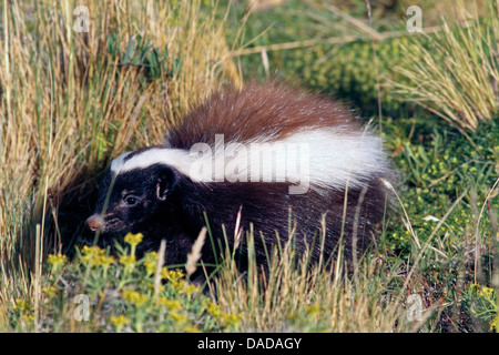 Patagonische Schwein-gerochene Skunk (Conepatus Humboldtii), Wandern, Nationalpark Torres del Paine, Chile, Ultima Esperanca Stockfoto