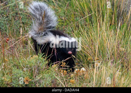 Patagonische Schwein-gerochene Skunk (Conepatus Humboldtii), Wandern, Nationalpark Torres del Paine, Chile, Ultima Esperanza Stockfoto