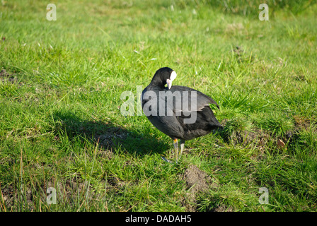 Gemeinsamen Coot in einem Feld Stockfoto