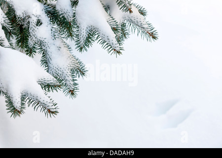 Winter Immergrüne Äste unter dem flauschigen Schnee mit Textfreiraum Stockfoto