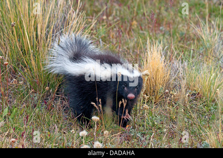 Patagonische Schwein-gerochene Skunk (Conepatus Humboldtii), Wandern, Nationalpark Torres del Paine, Chile, Ultima Esperanza Stockfoto