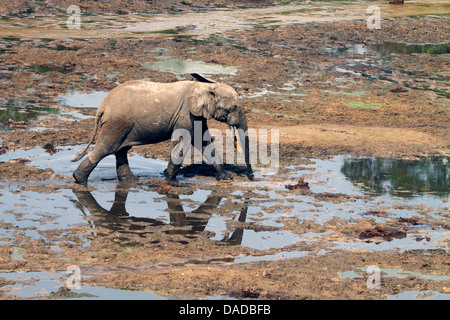 Wald, Elefant, Afrikanischer Elefant (Loxodonta Cyclotis, Loxodonta Africana Cyclotis), Juvenile Elefanten spiegelt sich in Suhle, Zentralafrikanische Republik, Sangha-Mbaere, Dzanga Sangha Stockfoto