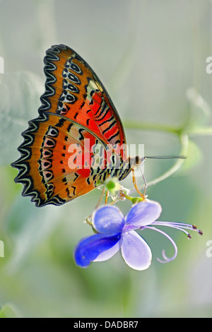 Rot Florfliege (Cethosia Biblis), auf Clerodedrum ugandense Stockfoto