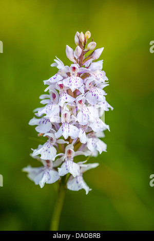 Die Orchidee (Orchis purpurea) zeigt ihre markanten rosa und violetten Blüten, die im Sommer auf einer wilden Wiese wachsen. Stockfoto