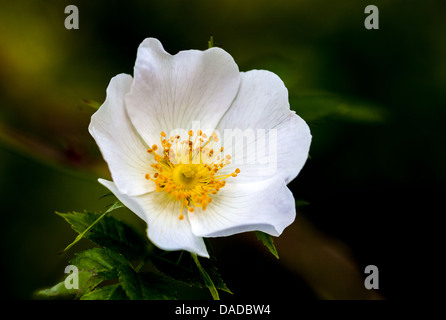 Weiße Hunderose (Rosa canina) in voller Blüte, mit zarten weißen Blüten und goldenen Staubblättern, die während der Zeit wild in Hecken und Waldrändern wachsen Stockfoto