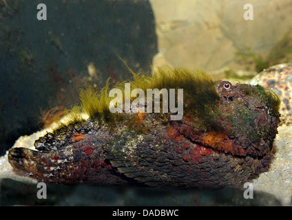 Riff Steinfische, vergiften Krötenfisch Steinfisch (Synanceia verzweigt), am felsigen Meeresboden schwimmen Stockfoto