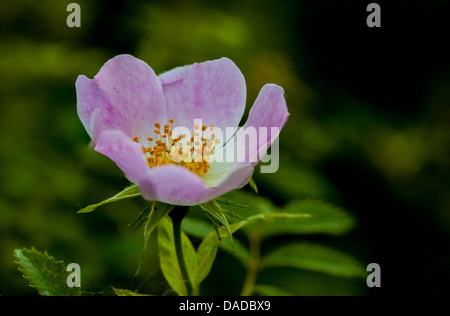 Zarte Hundelrose (Rosa canina) in Blüte, mit zarten rosa Blüten und goldenen Staubblättern, die im Sommer in Hecken und Waldrändern gedeihen. Stockfoto