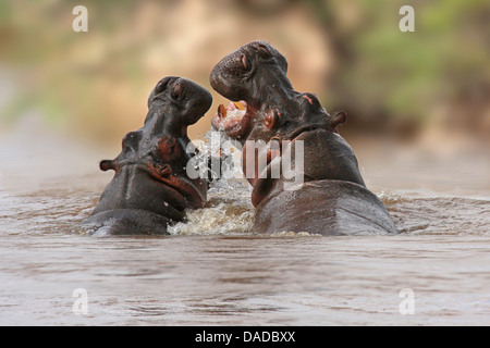 Nilpferd, Nilpferd, gemeinsame Flusspferd (Hippopotamus Amphibius), kämpfen im Wasser mit offenem Mund, Kenia Stockfoto