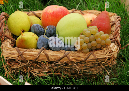 Obstkorb mit Äpfeln, Birnen, Pflaumen und Trauben Stockfoto