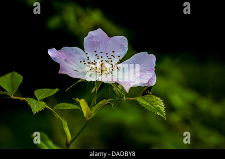 Hunderose (Rosa canina) mit zarten rosa Blüten und goldenen Staubblättern, die im Sommer natürlich in Hecken und Waldrändern wachsen. Ein klassisches britisches wi Stockfoto