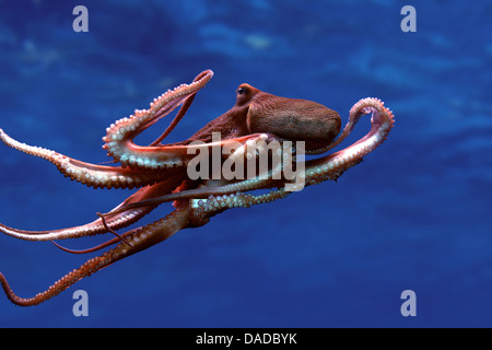 gemeinsame Krake, gemeinsame Atlantic Oktopus, gemeinsame europäische Krake (Octopus Vulgaris), Schwimmen Stockfoto