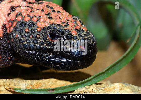 Gila Monster (Heloderma Suspectum), Porträt, Mexiko Stockfoto