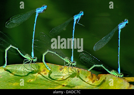 Damselfly (Coenagrion spec.), Männchen, Weibchen Eier, Deutschland spannen Stockfoto