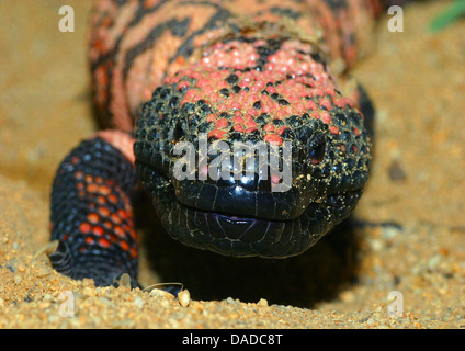 Gila Monster (Heloderma Suspectum), Porträt, Mexiko Stockfoto