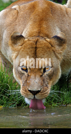 Löwe (Panthera Leo), Löwin, trinken aus einem Wasserloch, Kenia Stockfoto