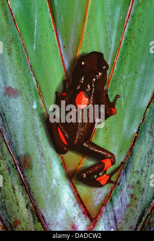 rot und schwarz Poison Arrow Frog, Harlekin poison Frog (Dendrobates Histrionicus), Klettern an einer Pflanze, Kolumbien Stockfoto