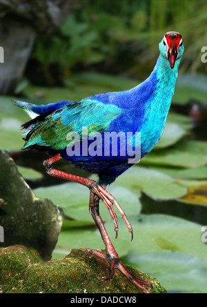 Purpurhuhn (Porphyrio Porphyrio), an Wasserpflanzen, Spanien Stockfoto