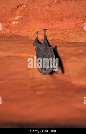 Noack Roundleaf Bat (Hipposideros Ruber), in einer Höhle in der Nähe von Bai Hokou, Zentralafrikanische Republik, Sangha-Mbaere, Dzanga Sangha Stockfoto