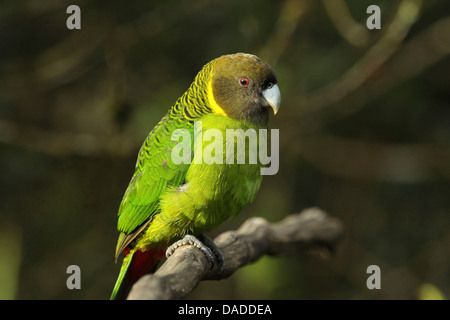 Brem Papagei (Psittacella Brehmii), auf Zweig, Papua Neuguinea, Western Highlands, Kumul Lodge Stockfoto