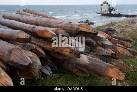 Groyns der tropischen Baum-Stämme, die vom Forest Stewardship Council (FSC) zertifiziert wurden gemacht werden an einem Strand in Neuendorf auf der Insel Hiddensee an der Ostsee, Deutschland, 18. Oktober 2011 errichtet. Mehr als 8000 Eukalyptus-Stämme aus Südafrika dienen für den Küstenschutz, die 2,9 Millionen Euro kostet. Foto: Stefan Sauer Stockfoto