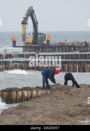 Groyns der tropischen Baum-Stämme, die vom Forest Stewardship Council (FSC) zertifiziert wurden gemacht werden an einem Strand in Neuendorf auf der Insel Hiddensee an der Ostsee, Deutschland, 18. Oktober 2011 errichtet. Mehr als 8000 Eukalyptus-Stämme aus Südafrika dienen für den Küstenschutz, die 2,9 Millionen Euro kostet. Foto: Stefan Sauer Stockfoto