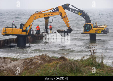 Groyns der tropischen Baum-Stämme, die vom Forest Stewardship Council (FSC) zertifiziert wurden gemacht werden an einem Strand in Neuendorf auf der Insel Hiddensee an der Ostsee, Deutschland, 18. Oktober 2011 errichtet. Mehr als 8000 Eukalyptus-Stämme aus Südafrika dienen für den Küstenschutz, die 2,9 Millionen Euro kostet. Foto: Stefan Sauer Stockfoto