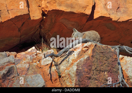 Black-footed Rock Wallaby (Petrogale Lateralis), sitzt in einer Felsspalte, Australien, Northern Territory, Western MacDonnell Ranges, Ormiston Gorge Stockfoto