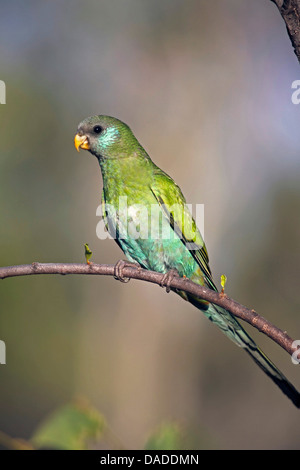 Hooded-Sittich, Kapuzen Papagei (Psephotus Dissimilis), Weiblich, sitzt auf einem Zweig, Australien, Northern Territory, Pine Creek Dorf Stockfoto