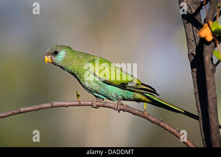 Hooded-Sittich, Kapuzen Papagei (Psephotus Dissimilis), Weiblich, sitzt auf einem Zweig, Australien, Northern Territory, Pine Creek Dorf Stockfoto