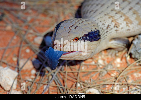 Centralian blau-Zunge Skink (Tiliqua Multifasciata), blaue Zunge, Australia, Western Australia, Gary Junction Road Stockfoto