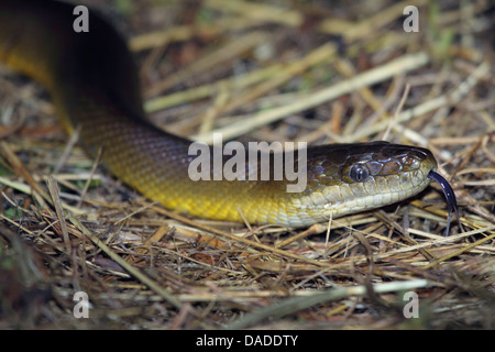 Olive Python (Liasis Olivaceus), schnippen, Australia, Western Australia, Foggs Damm Stockfoto