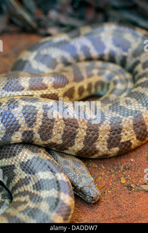 Kinder Python, Kinder Rock Python (Liasis Childreni, Morelia Childreni, Antaresia Childreni), liegend auf dem Boden im Outback Australien, Western Australia, Gary Junction Road gewickelten oben Stockfoto