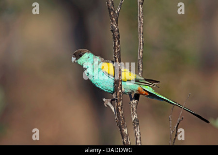 Hooded-Sittich, Kapuzen Papagei (Psephotus Dissimilis), Männchen auf Zweig, Australien, Northern Territory, Pine Creek Stockfoto