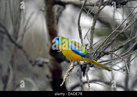 Türkisfarbenen Papagei (Neophema Pulchella), auf einem Ast, Australien, Victoria, Glenrowan Caravan Park Stockfoto