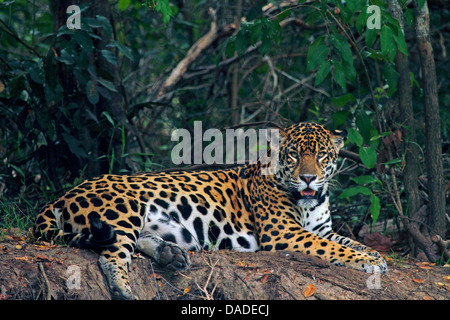 Jaguar (Panthera Onca), männliche auf Sandbank, Pantanal, Brasilien, Rio Cuiabá Stockfoto
