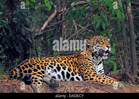 Jaguar (Panthera Onca), männliche auf Sandbank Gähnen, Pantanal, Brasilien, Rio Cuiabá Stockfoto