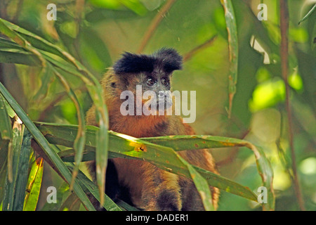 Kapuziner schwarz gestreift, schwarz gestreift Kapuziner (Cebus Libidinosus), männliche auf einem Baum, umgeben von Blättern, Mato Grosso, Brasilien, Pantanal Stockfoto