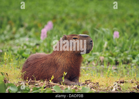 Capybara, Carpincho (Hydrochaeris Hydrochaeris, Hydrochoeris Hydrochaeris), Männlich liegt im Rasen, Mato Grosso, Brasilien, Rio Cuiabá, Pantanal Stockfoto