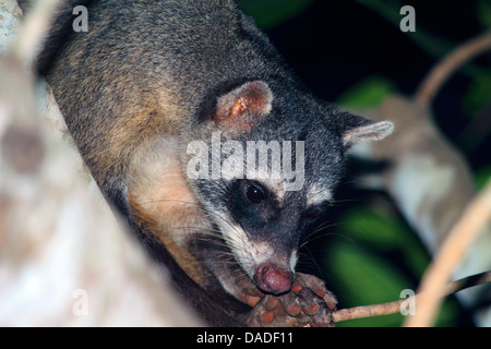 Krabbe-Essen Waschbär (Procyon Cancrivorus), Nacht erschossen im Baum, Mato Grosso, Brasilien, Pantanal Stockfoto