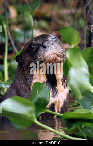 Riesenotter (Pteronura Brasiliensis), Entspannung mit geschlossenen Augen im Wasser, Mato Grosso, Brasilien, Rio Cuiabá, Pantanal Stockfoto