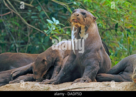 Riesenotter (Pteronura Brasiliensis), Familie, Entspannung in der Nähe von Höhle, Mato Grosso, Brasilien, Rio Cuiabá, Pantanal Stockfoto