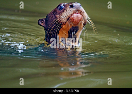 Riesenotter (Pteronura Brasiliensis), sieht das Kind ängstlich aus dem Wasser, Mato Grosso, Brasilien, Rio Cuiabá, Pantanal Stockfoto