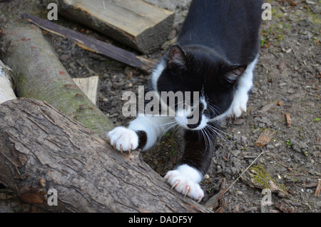 Katze auf Holz Krallen schärfen Stockfoto